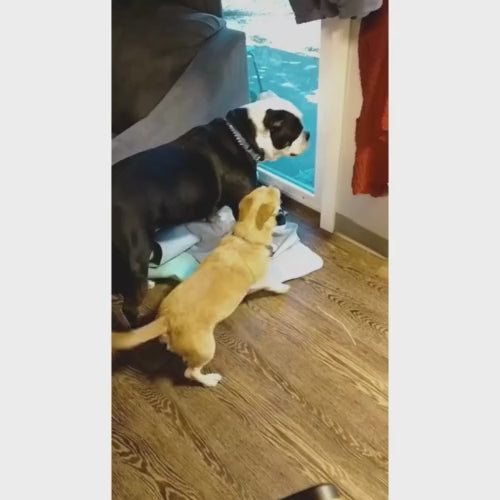 Silenciador Para Latido com Frete Grátis na Shopanda