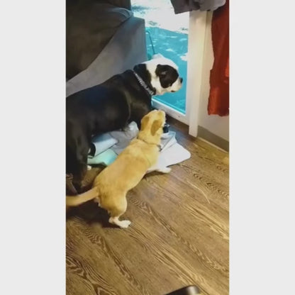 Silenciador Para Latido com Frete Grátis na Shopanda